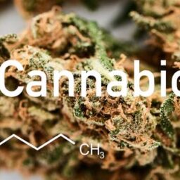 ARKAY CBD in Colorado